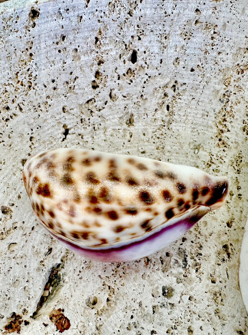 HUGE COWRIE SHELLS 2.75-3.25