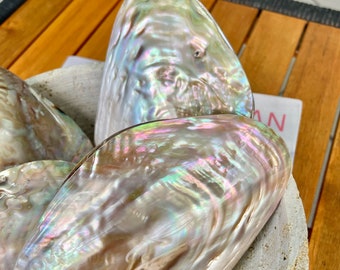 Natural Polished Mussel Full Pair Sea Shell Mother of Pearl Irredescent Seashell 5-8" Clam Beach Nautical Coastal Décor Decorative Coastal