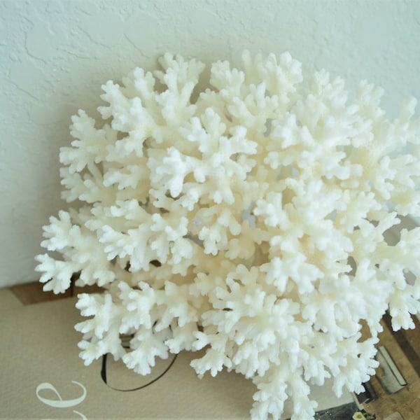 100% Natural Genuine Sea White LACE CORAL 4-8" Ocean Reef Aquarium Coastal Beach Ocean Décor Nautical