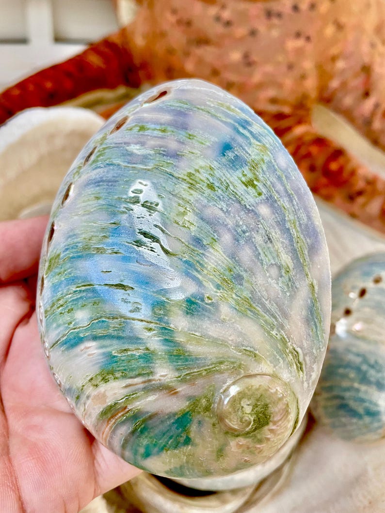 BLUE GREEN BUFFED *all Sizes* Abalone Shells Natural Iridescent Silver ...