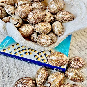 May include: A collection of brown and white cowrie shells, some with a spotted pattern, are displayed in a white woven basket and scattered on a book. The book has a blue cover and the title "100 Beaches of a Lifetime".