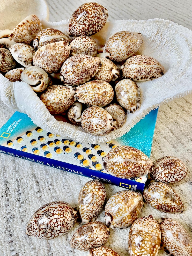 May include: A collection of brown and white cowrie shells, some with a spotted pattern, are displayed in a white woven basket and scattered on a book. The book has a blue cover and the title "100 Beaches of a Lifetime".
