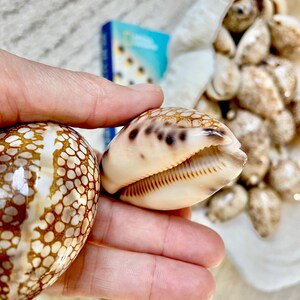 May include: Two seashells with brown and cream patterns are held in a hand. The shells have a variety of shapes and sizes. A small blue box is visible in the background, along with a collection of other seashells.