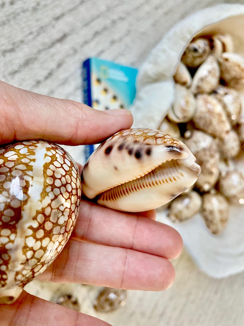 May include: Two seashells with brown and cream patterns are held in a hand. The shells have a variety of shapes and sizes. A small blue box is visible in the background, along with a collection of other seashells.