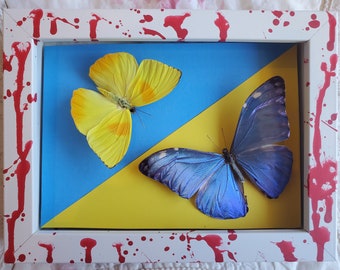 Bleeding heart Ukraine Morpho Pieridae Blue Yellow Butterflies Flag Symbol Shadowbox Framed