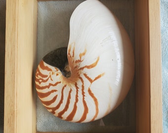 Nautilus half shell framed in Double glass shadowbox display