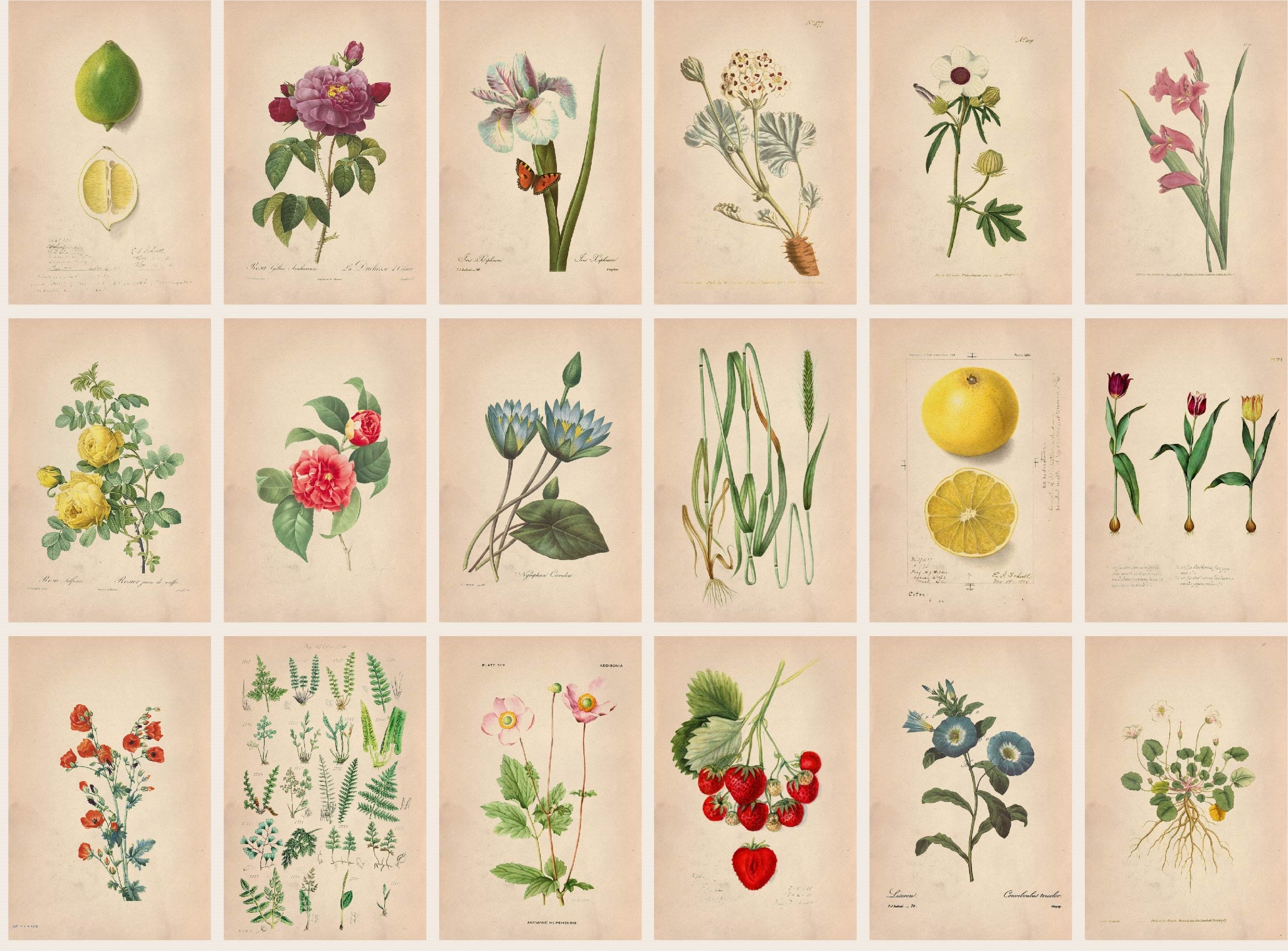 Botanical Illustrations Collage Kit Vintage Flower Wall | Etsy