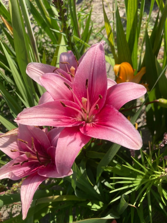 2 bulbs of Lilium Asiatic/Pink Asiatic Lily (Rosita) Includes Postage