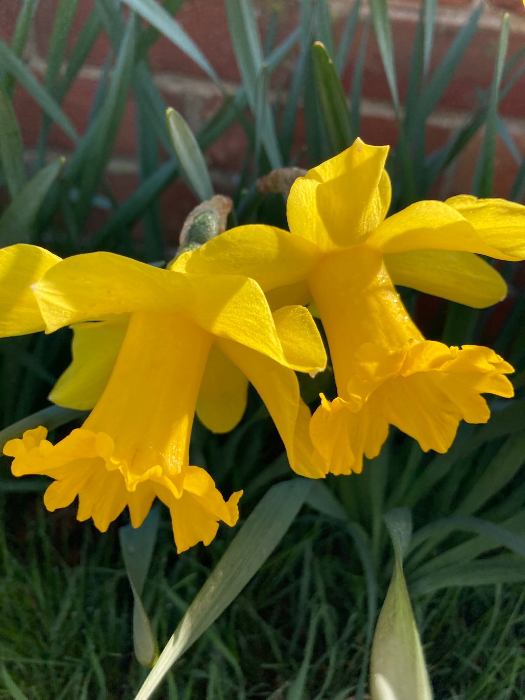 50 Bulbs of Daffodil king Alfred Includes Postage Etsy