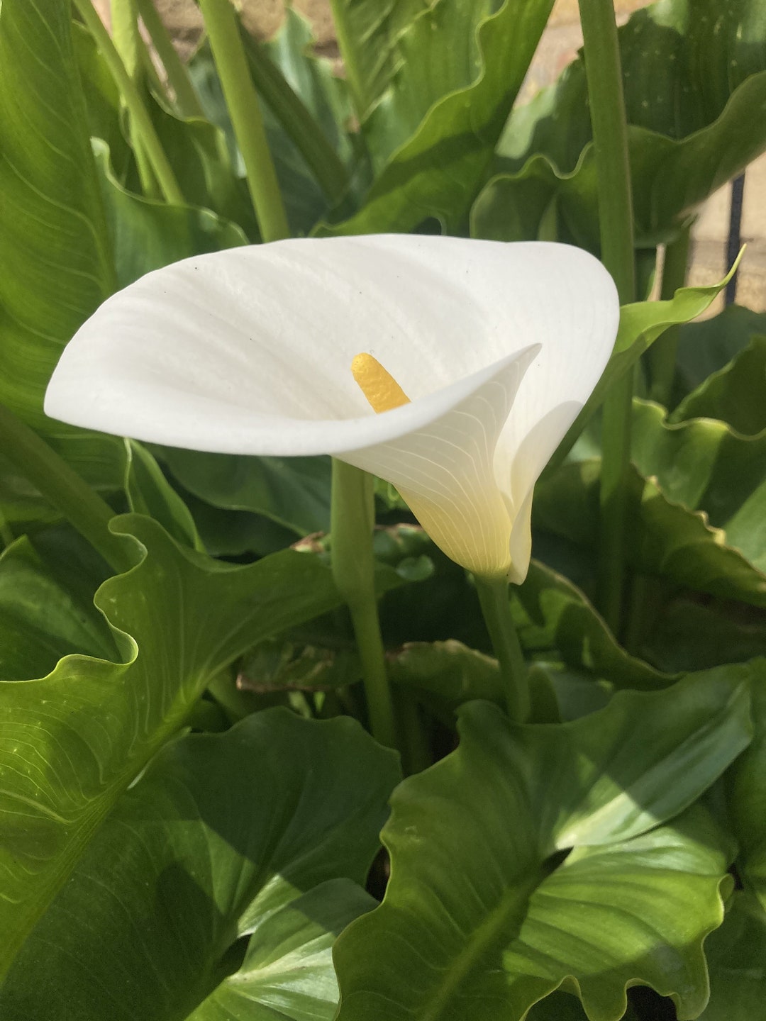 1 Tuber of White Calla Lily zantedeschia Aethiopica Includes Postage - Etsy