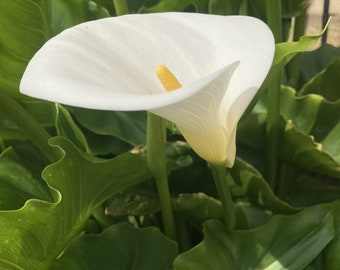 White Calla Lily Corm (zantedeschia Aethiopica) Free UK Postage - Etsy UK