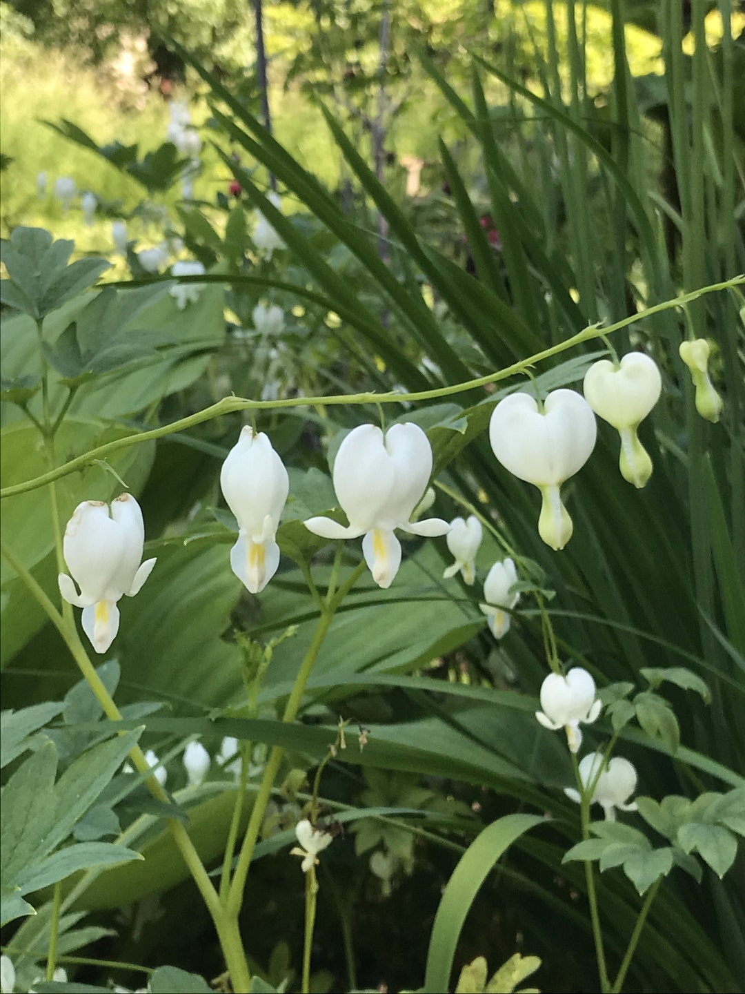 2 Budding Roots of Dicentra Spectablis Alba white Bleeding Heart