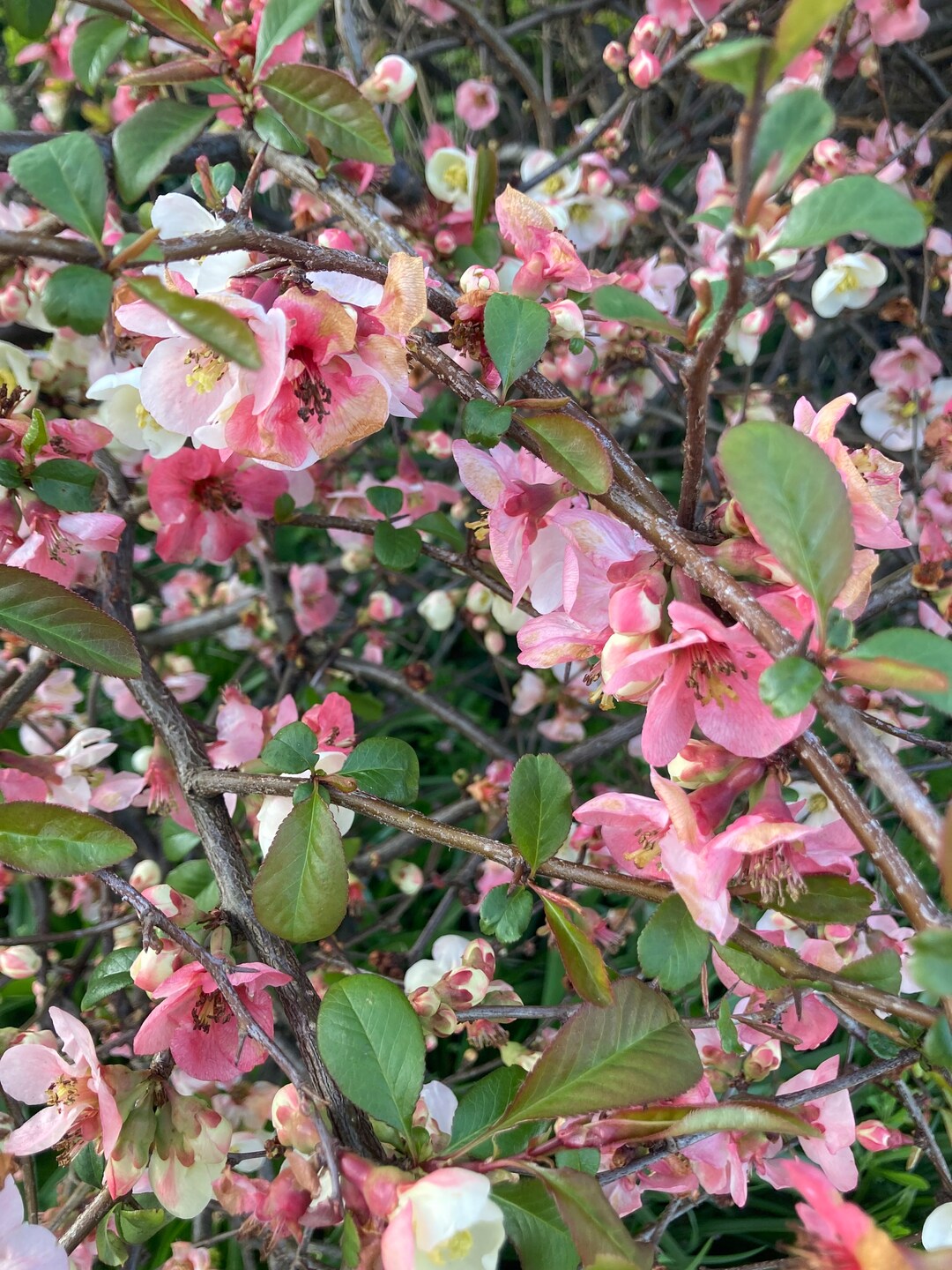 1 Potted Plant of Chaenomeles Japonica or Flowering Quince salmon