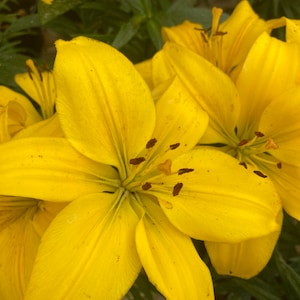 May include: Close-up of a yellow lily flower with multiple petals. The flower has brown pollen and is in focus. The background is blurred and shows green foliage.