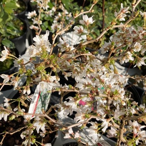 May include: A close-up of a flowering tree branch with delicate white blossoms. The branches are brown, and the flowers have multiple petals. Green leaves and buds are also visible, suggesting spring. The image is taken outdoors in natural light.