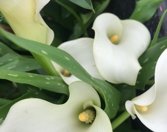 White Calla Lily Corm (zantedeschia Aethiopica) Free UK Postage - Etsy UK
