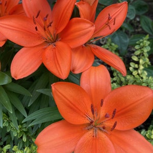 May include: Two bright orange lilies with prominent stamens in the centre of each flower. The lilies are in focus and the background is blurred.
