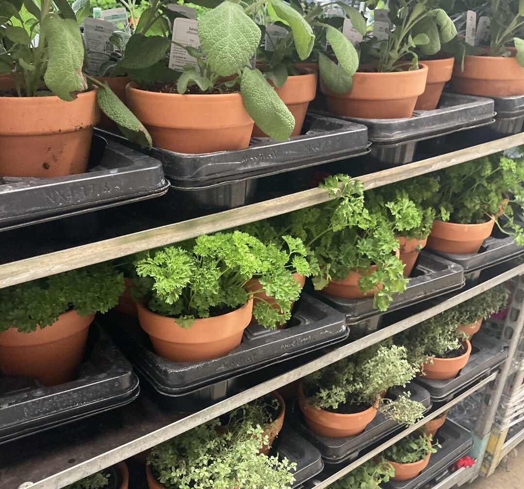 15 Plugs of Herbs for Growyourown mixed Varieties Includes Etsy