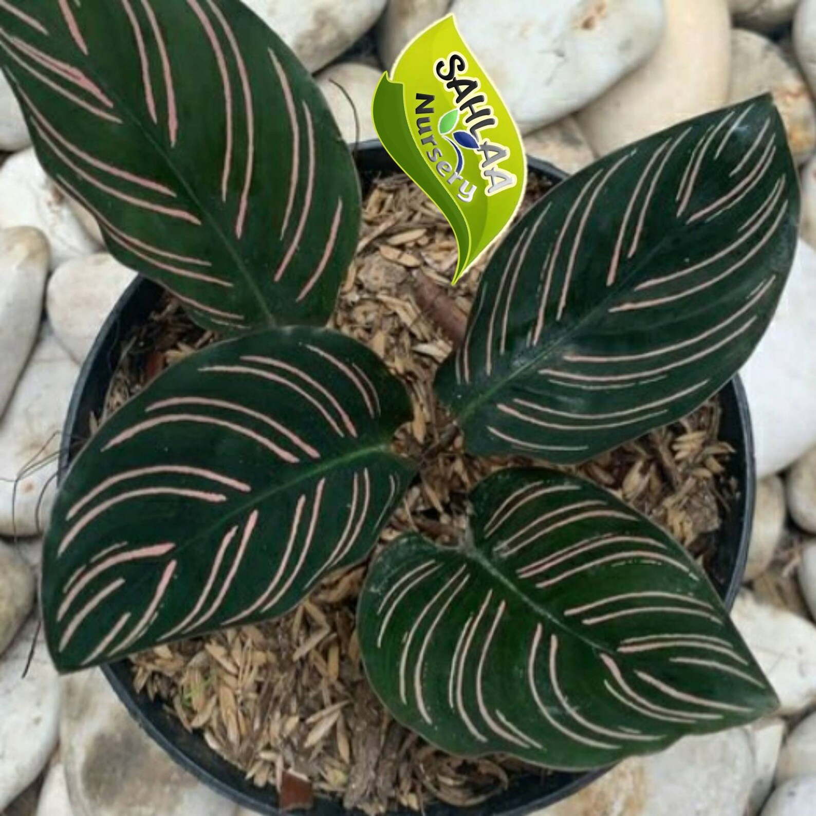 Aglaonema Rotundum Aceh Tropical Plant Endemic wholesale