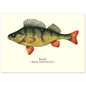 Fish Illustration Print Poster A4 Size Perch Ideal Fishing-Related Gifts