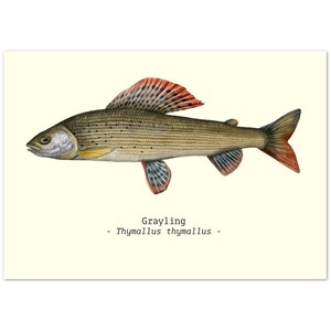 Fish Illustration Print Poster A4 Size Grayling Ideal Fishing-Related Gifts