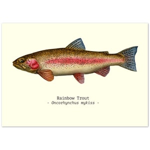 Fish Illustration Print Poster A4 Size Rainbow Trout Ideal Fishing-Related Gifts