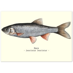 Fish Illustration Print Poster A4 Size Dace Ideal Fishing-Related Gifts
