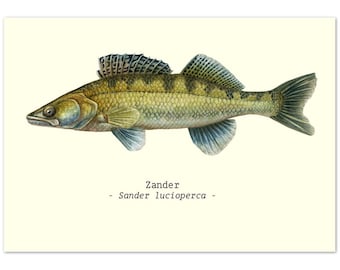 Fish Illustration Print Poster A4 Size Zander Ideal Fathers Day Gifts
