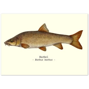 Fish Illustration Print Poster A4 Size Barbel Ideal Fishing-Related Gifts