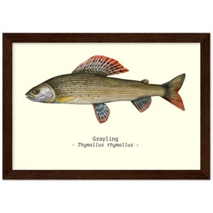 Puede incluir: Una ilustración enmarcada de un tímalo, un tipo de pez de agua dulce con cuerpo plateado y aletas rojas. La ilustración está sobre un fondo crema e incluye el texto "Grayling - Thymallus thymallus - ".
