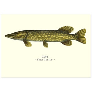 Fish Illustration Print Poster A4 Size Pike Ideal Fishing-Related Gifts