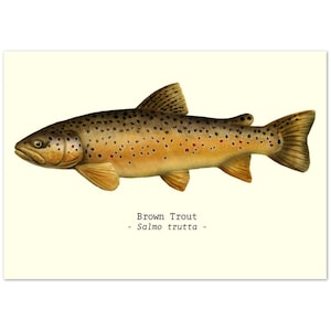 Fish Illustration Print Poster A4 Size Brown Trout Ideal Fishing-Related Gifts