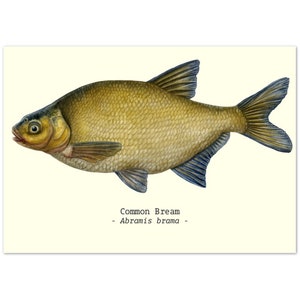 Fish Illustration Print Poster A4 Size Bream Ideal Fishing-Related Gifts