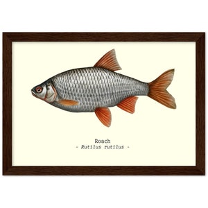 Può includere: Un'illustrazione ad acquerello di un pesce persico reale, noto anche come Rutilus rutilus, con un corpo grigio chiaro e pinne arancioni. Il pesce sta nuotando verso destra. L'illustrazione è incorniciata in una cornice di legno marrone.