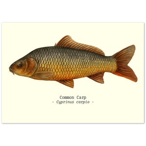 Póster con ilustración de peces, tamaño A4, carpa, regalos ideales relacionados con la pesca