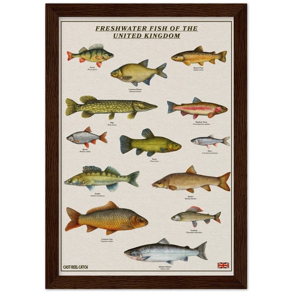 Freshwater Lake Fish Uk