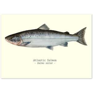 Fish Illustration Print Poster A4 Size Salmon Ideal Fishing-Related Gifts