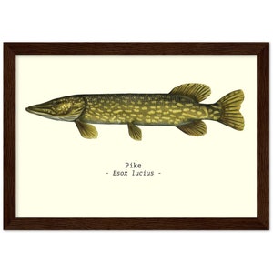 Wooden Framed Fish Illustration Design Print A4 Size (PIKE) Ideal Fathers Day Gifts