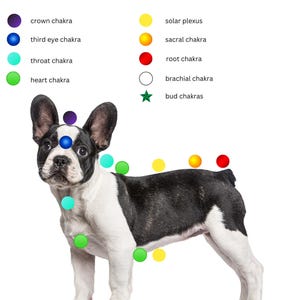 May include: Diagram of a dog's chakras, showing the locations of the crown, third eye, throat, heart, solar plexus, sacral, root, brachial, and bud chakras. The dog is a French Bulldog, standing on a white background.