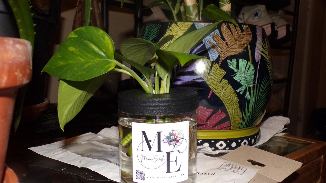 Low Maintenance Hydroponic Kit