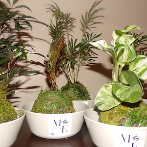 Puede incluir: Varias plantas pequeñas en macetas con follaje verde y bases cubiertas de musgo. Las plantas están en cuencos blancos con una pegatina que dice "ME". Las plantas varían en forma y color de las hojas, algunas tienen hojas abigarradas.