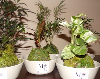 Pianta Kokedama fatta a mano con palla di muschio / Pianta da interno viva in regalo / Fioriera giapponese con palla di muschio / Decorazione verde minimalista per casa e ufficio