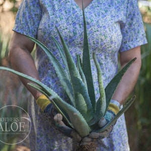 Organic Large Aloe Vera, Aloe Barbadensis Miller, Live Plant, Medicinal, Succulent, Bare Root, First Aid Plant, Savila, Sabila
