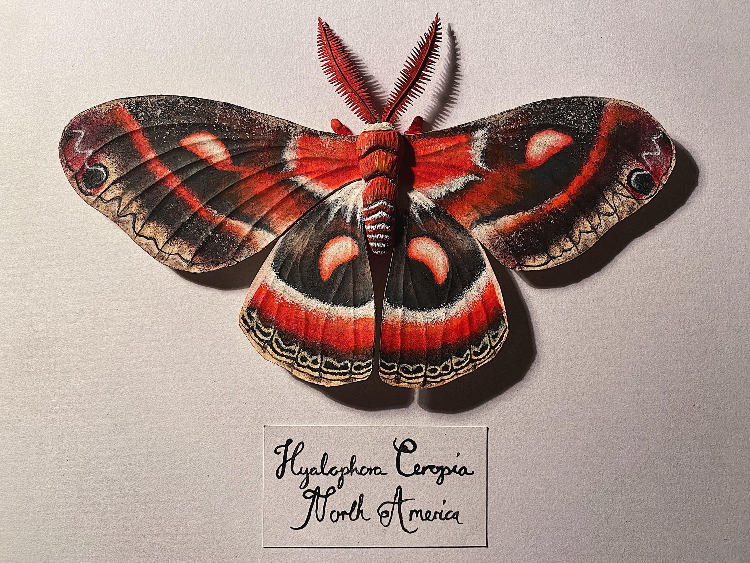 Local taxidermist picture