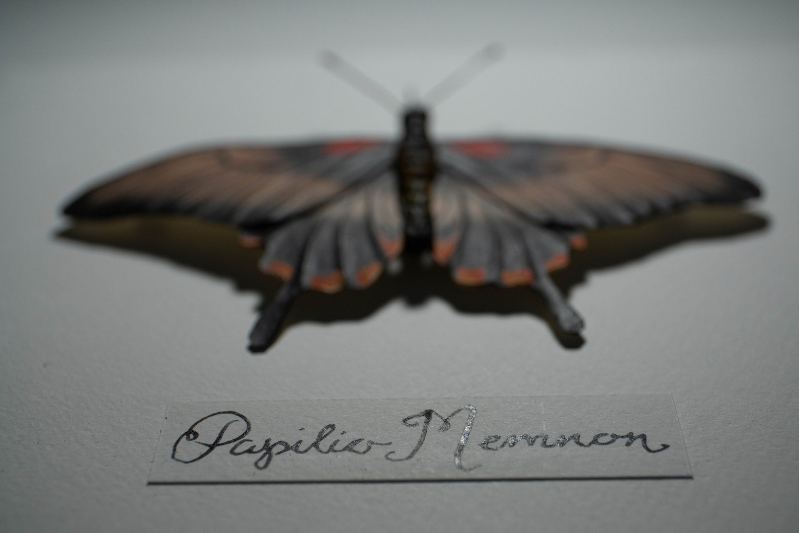 Local taxidermy essay 08 image