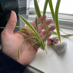 Purifying spider starter plant