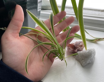 Purifying spider starter plant