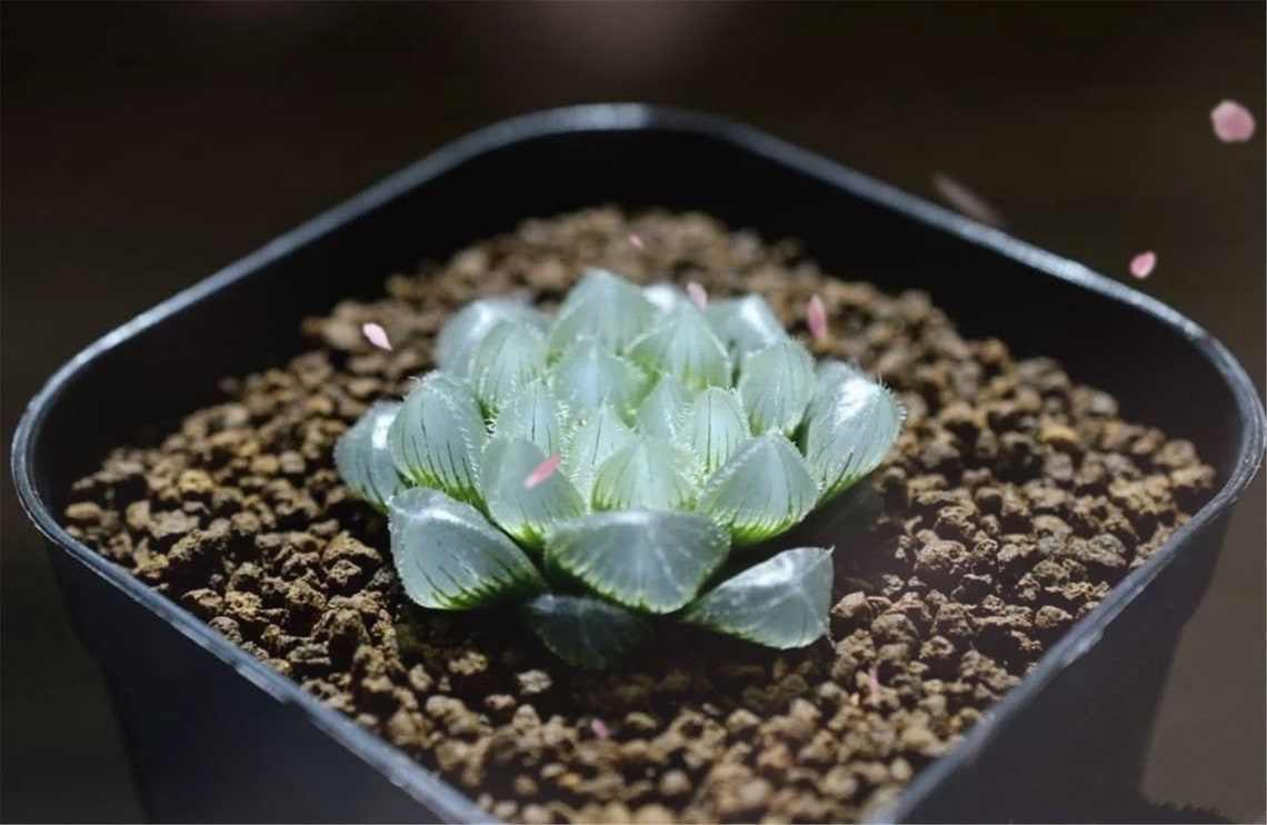 Haworthia obtusa 'Crystal' Light Blue Transparent Etsy