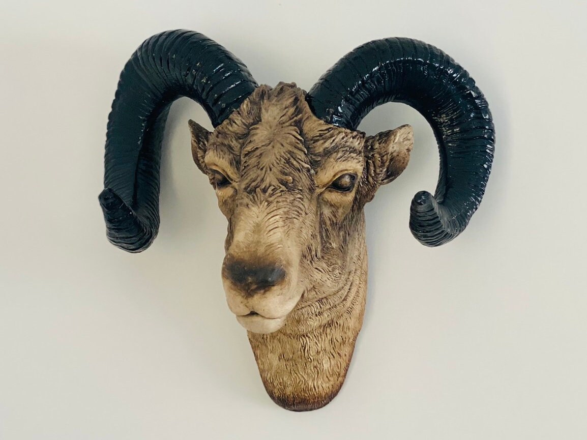 XL Natural Ram Head Wall Mount W/ Large Horns the XL RAM Etsy