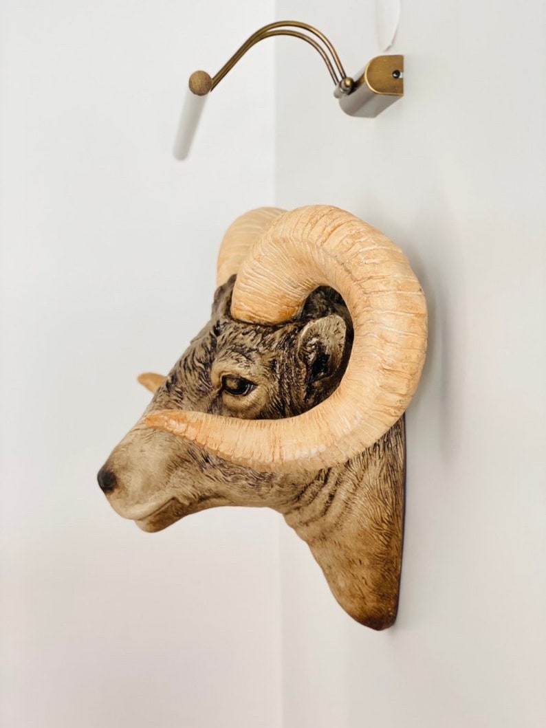 XL Natural Ram Head Wall Mount W/ Large Horns the XL RAM Etsy